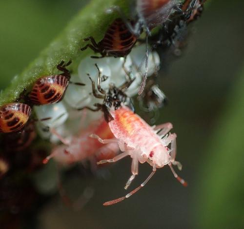 Réf. 243 464 : Halyomorpha halys